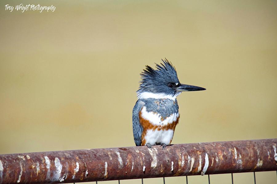 Kingfisher Digital Art - Belted Kingfisher by Troy Wright