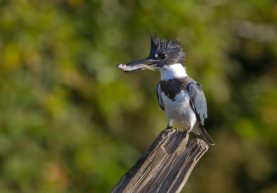 Kingfisher Photograph - Belted Kingfisher With Fish by Jim Cumming