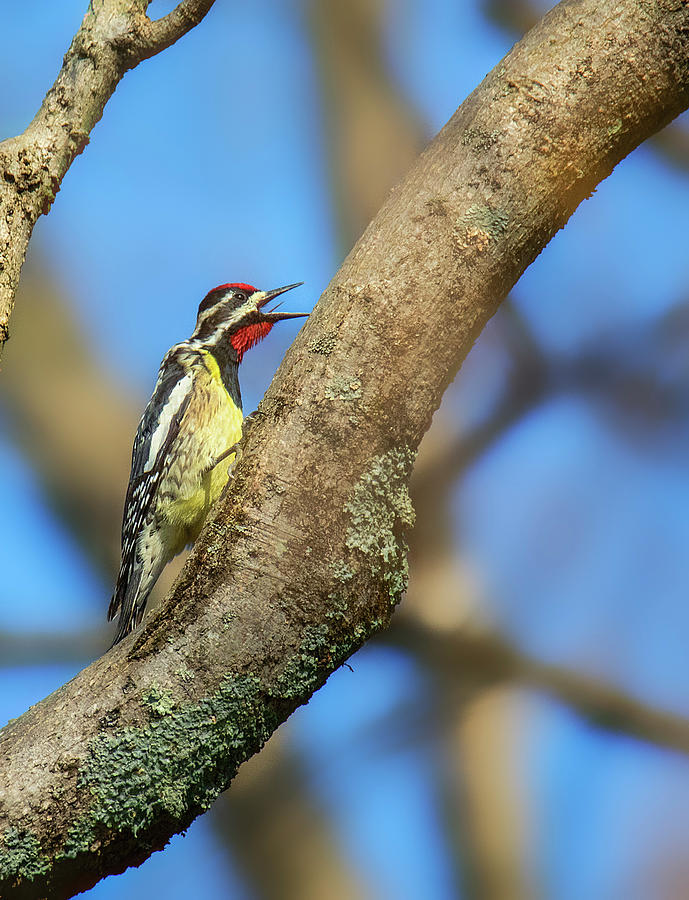 Belting Out a Song Photograph by Larry Helms