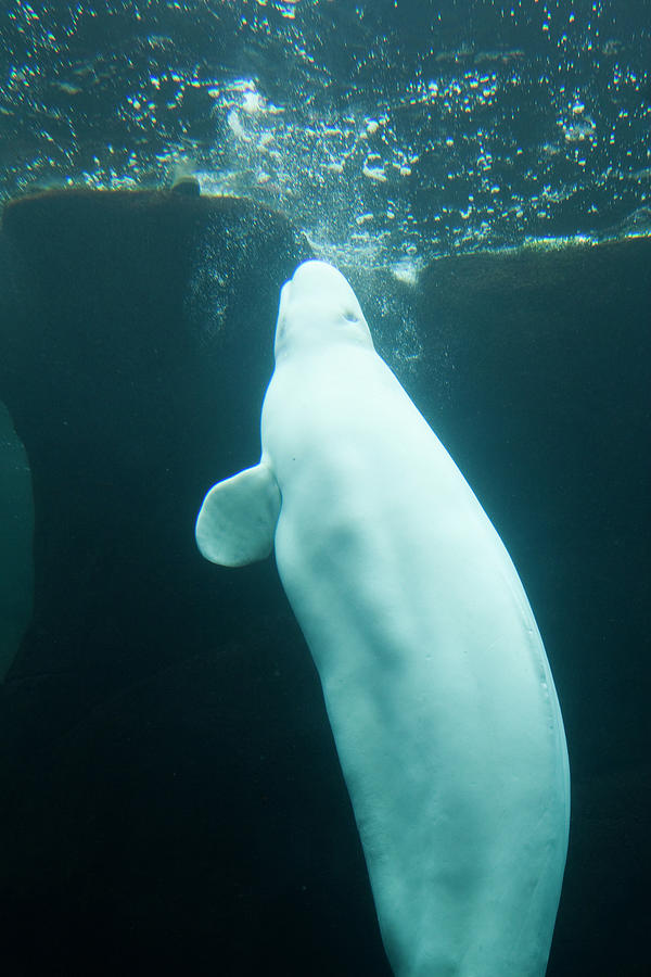 Beluga Whale Photograph by Lingbeek