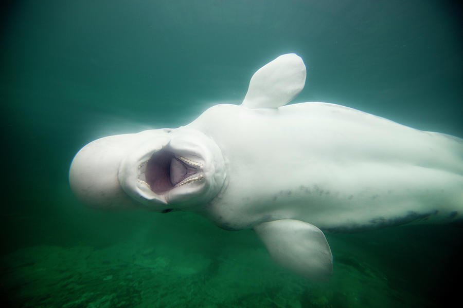 Beluga Whale Photograph by Paul Souders