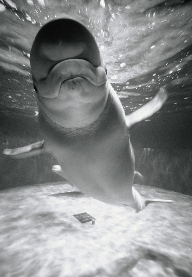 Beluga Whale Swimming In Water Photograph by Henry Horenstein