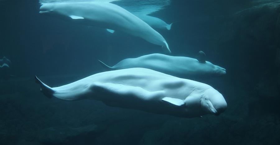Beluga Whale Troupe Photograph by Christopher James