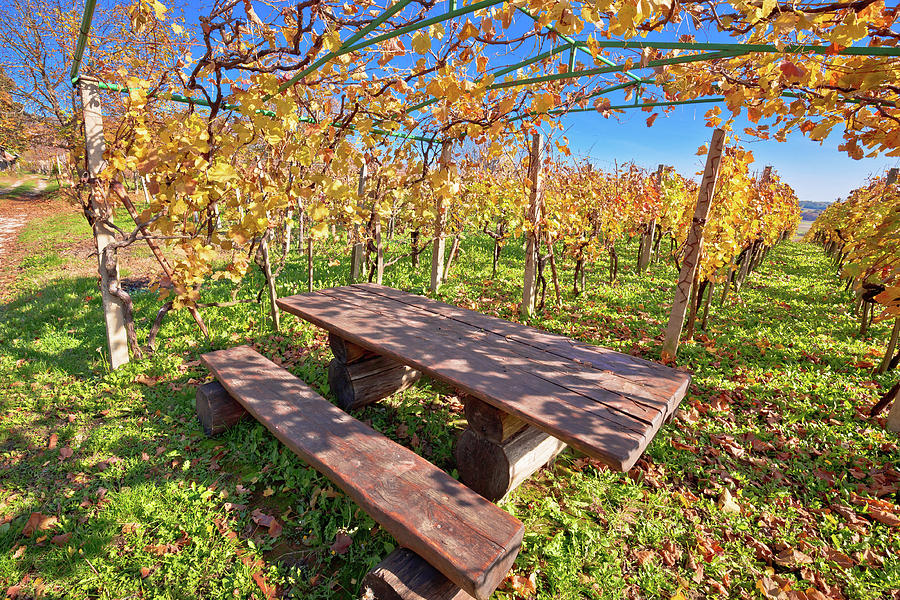 Bench in idyllic autumn vineyards trellis Photograph by Brch Photography