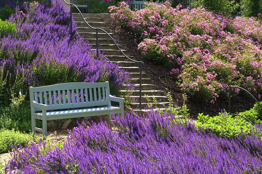 Bench in Rose Garden Photograph by Jenny Rainbow