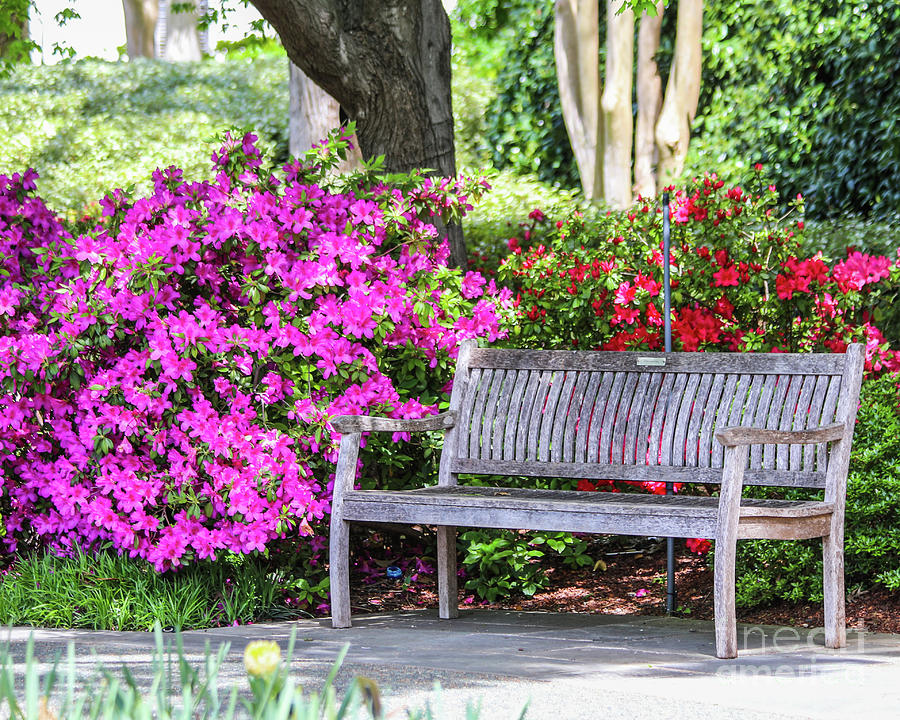 Bench In The Park Photograph