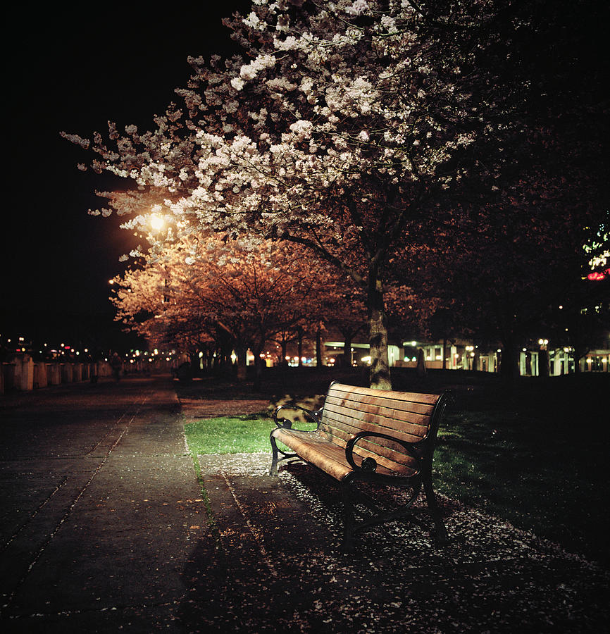 Bench Under Cherry Trees At Night Photograph by Danielle D. Hughson