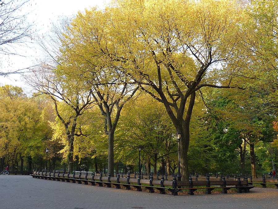 Yellow Falls on Central Park Photograph by Patricia Caron