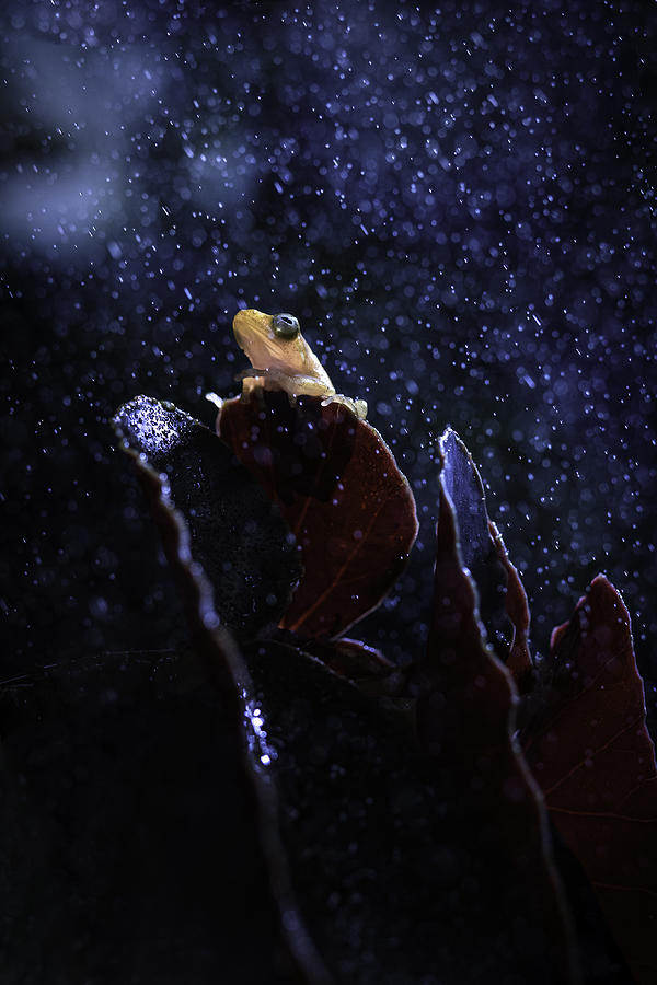 Beneath A December Rain Photograph by Arief Putranto