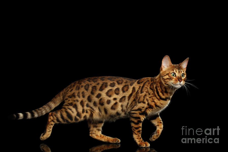Bengal Cat Isolated On Black Background Photograph by Seregraff