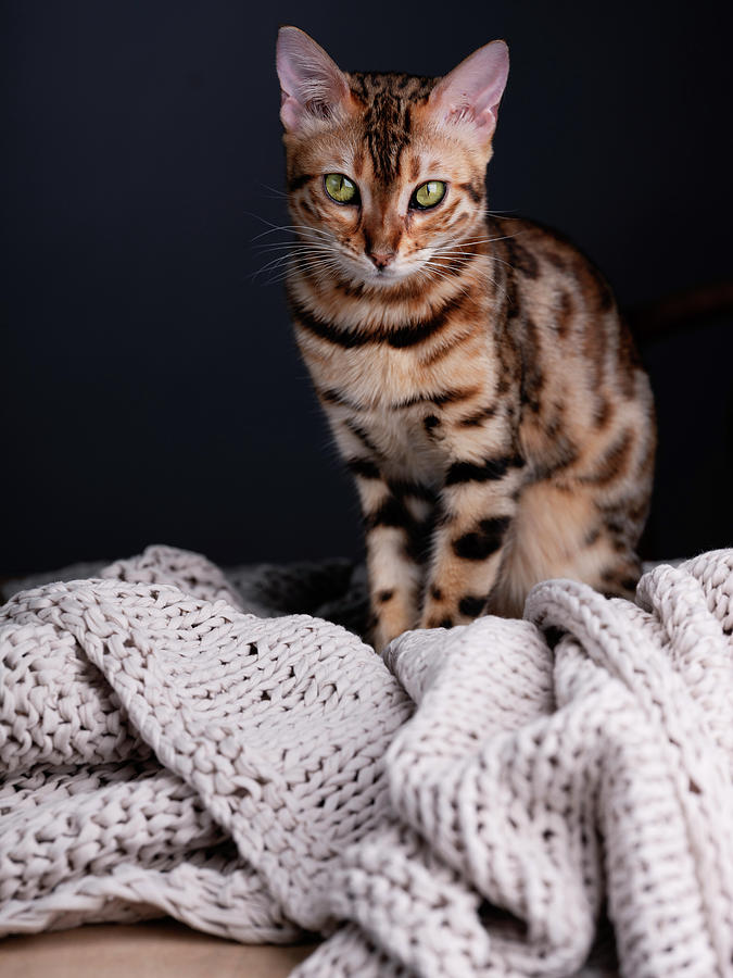 Bengal Cat Portrait Photograph by Nailia Schwarz