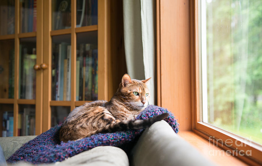 Young Photograph - Bengal Mix Cat Relaxing On Indigo Blue by Anna Hoychuk Young Photograph - Bengal Mix Cat Relaxing On Indigo Blue by Anna Hoychuk