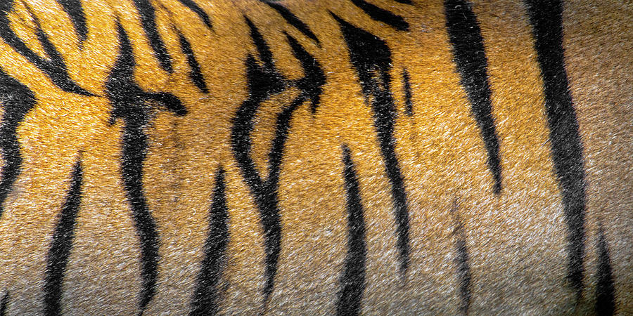 Bengal Tiger Back Extreme Close Up Photograph by Panoramic Images