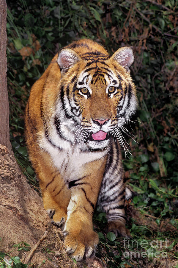Bengal Tiger by Tree Endangered Species Wildlife Rescue Photograph by Dave Welling