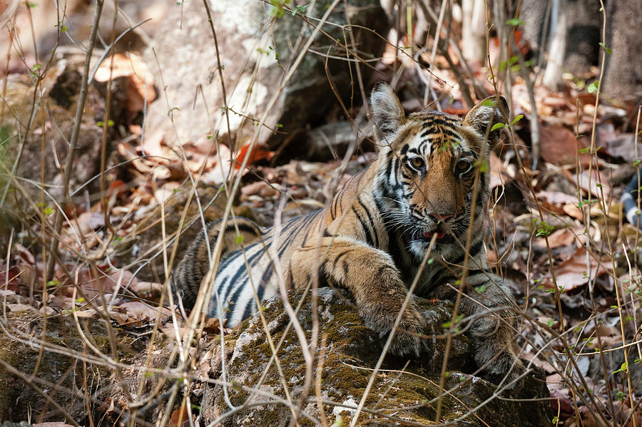 Wildlife Digital Art - Bengal Tiger Cub (panthera Tigris Tigris), Bandhavgarh National Park, India by Delta Images