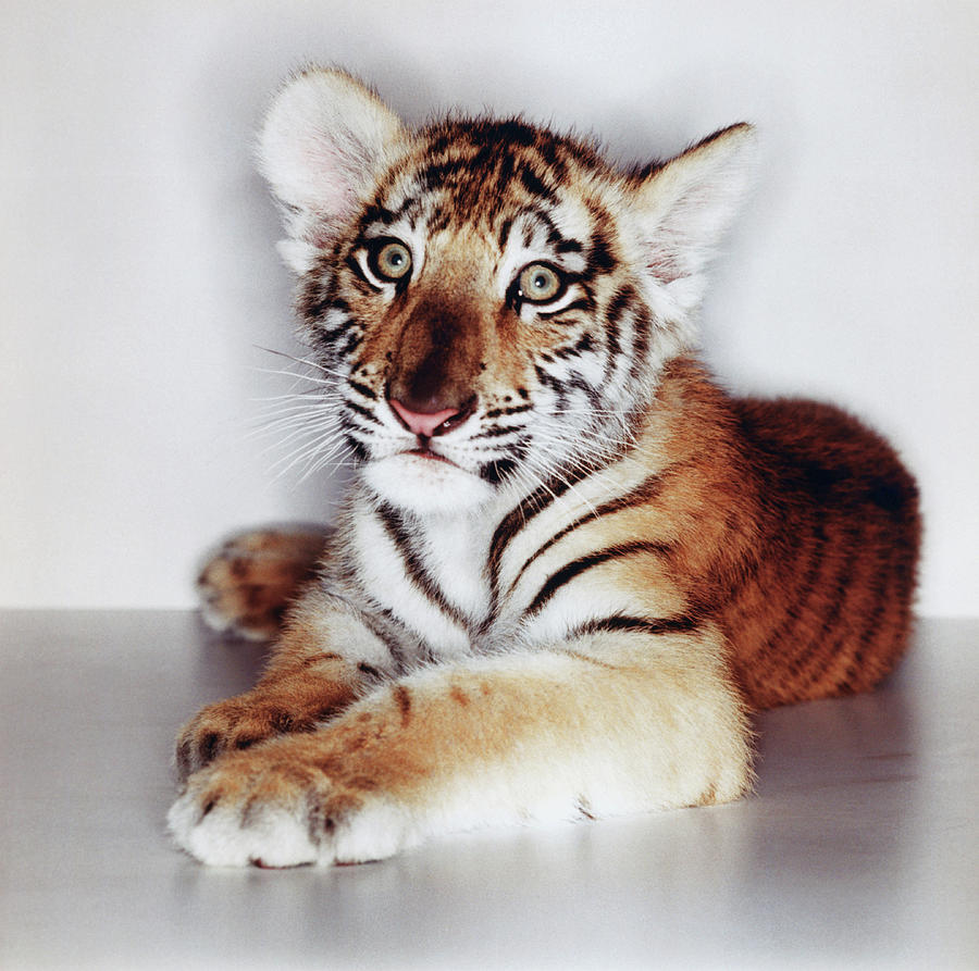 Bengal Tiger Cub Panthera Tigris Tigris Photograph by Gk Hart/vicky Hart