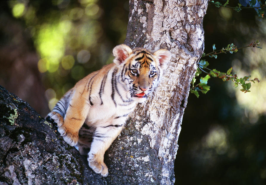 Bengal Tiger Cub Panthera Tigris Tigris Photograph by Mike Hill