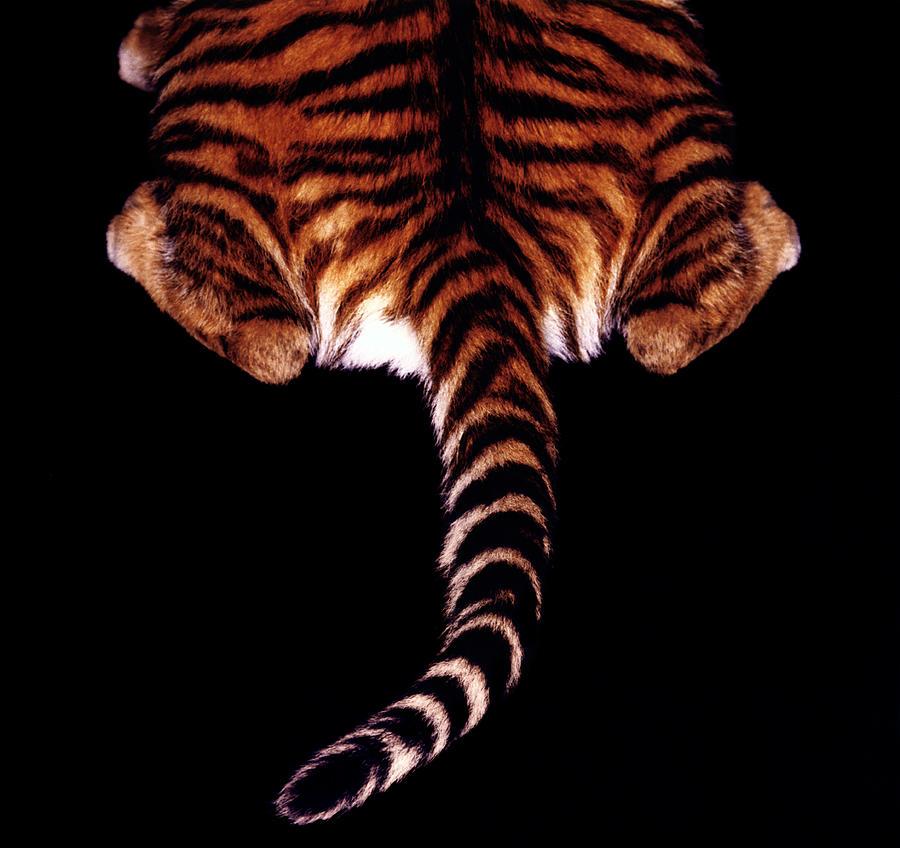 Bengal Tiger Cubs Panthera Tigerus Hind Photograph by Gk Hart/vicky Hart