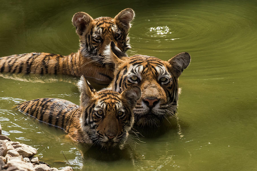 Bengal Tiger Female And Cubs In Pond. Ranthambore Np, India Photograph ...