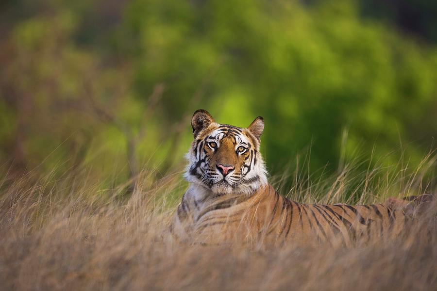 Bengal Tiger Photograph by Jami Tarris