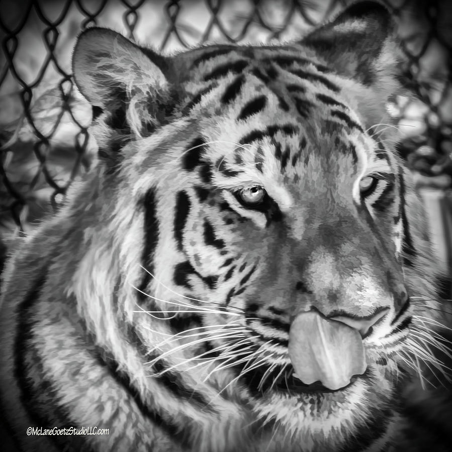 Bengal Tiger Photograph by LeeAnn McLaneGoetz McLaneGoetzStudioLLCcom