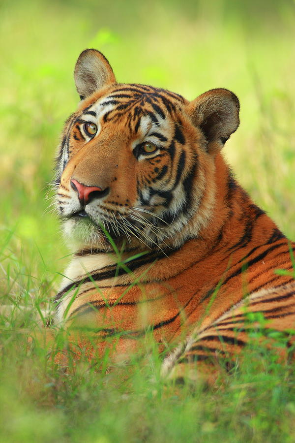 Bengal Tiger Photograph by Nadeem Khawar