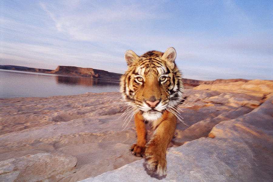 Bengal Tiger Panthera Tigiris Walking Photograph by John Giustina