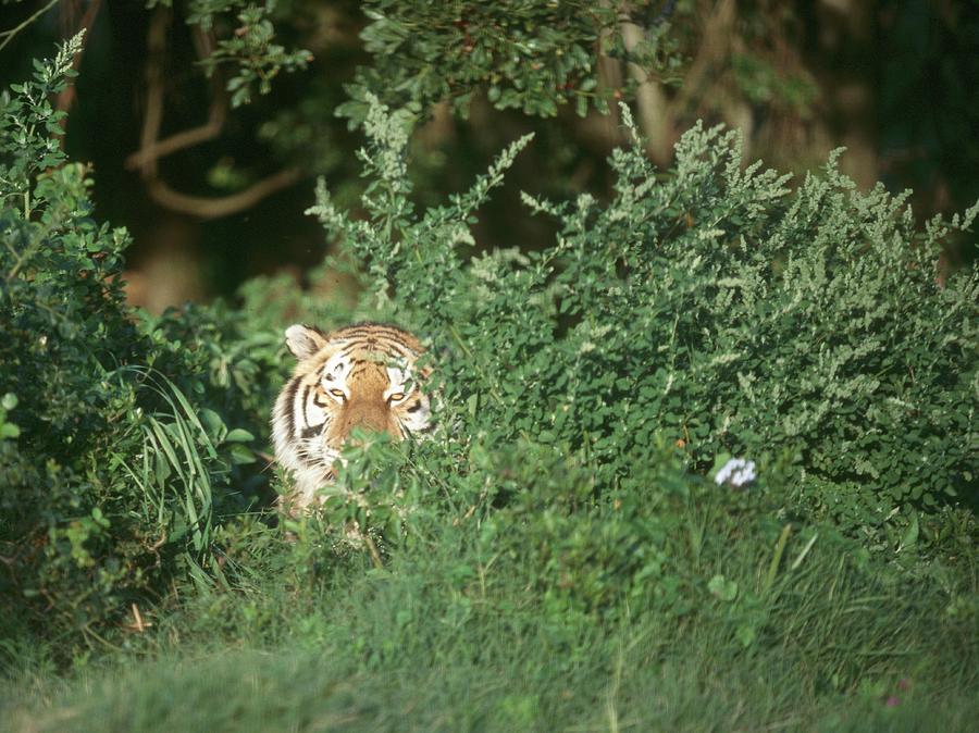 Bengal Tiger Panthera Tigris Peering Photograph by Dominic Barnardt