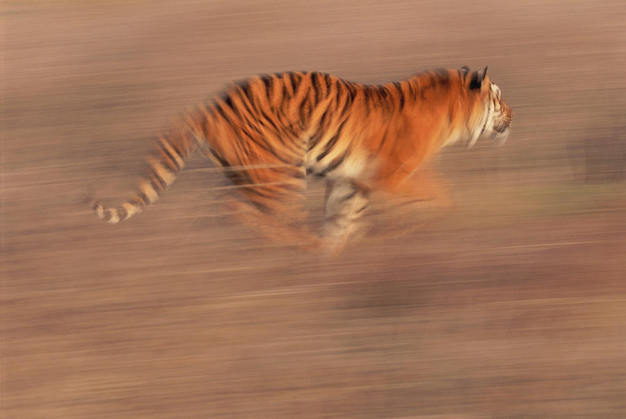 bengal tigers running