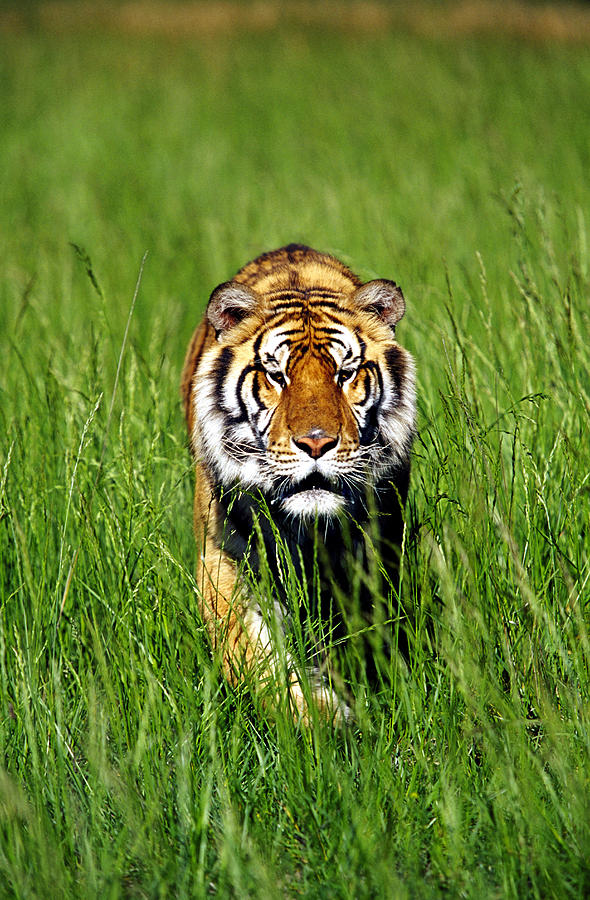 Bengal Tiger, Panthera Tigris Tigris Photograph by Adam Jones