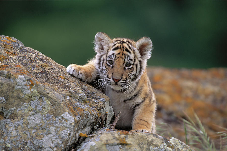 Bengal Tiger Panthera Tigris Tigris Cub Photograph by Nhpa