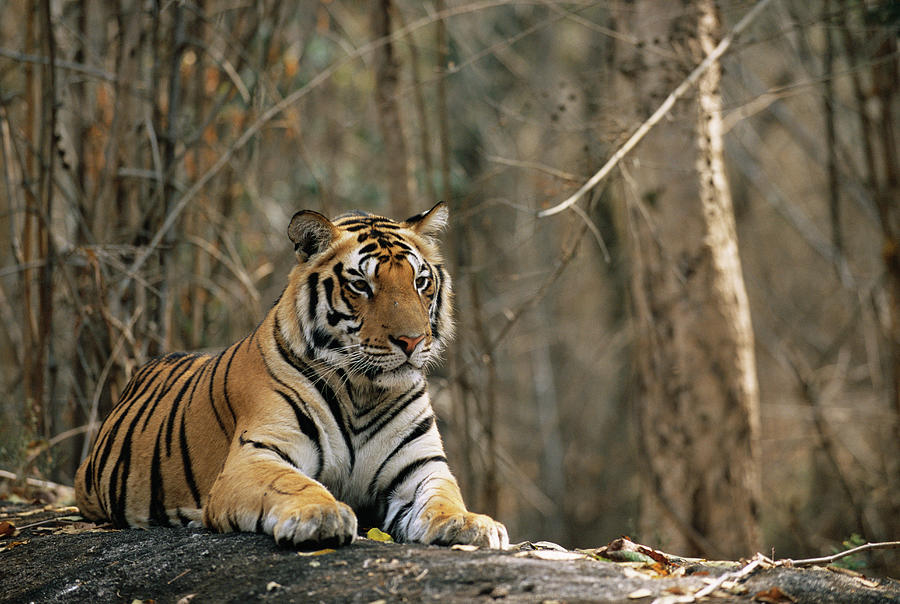 Bengal Tiger Panthera Tigris Tigris Photograph by James Warwick