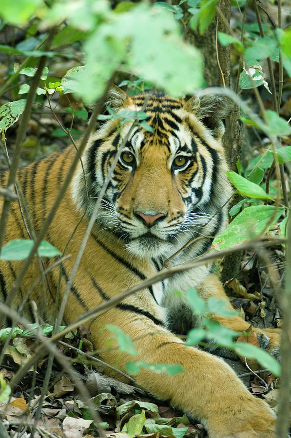 Bengal Tiger Panthera Tigris Tigris Photograph by Kevin Schafer