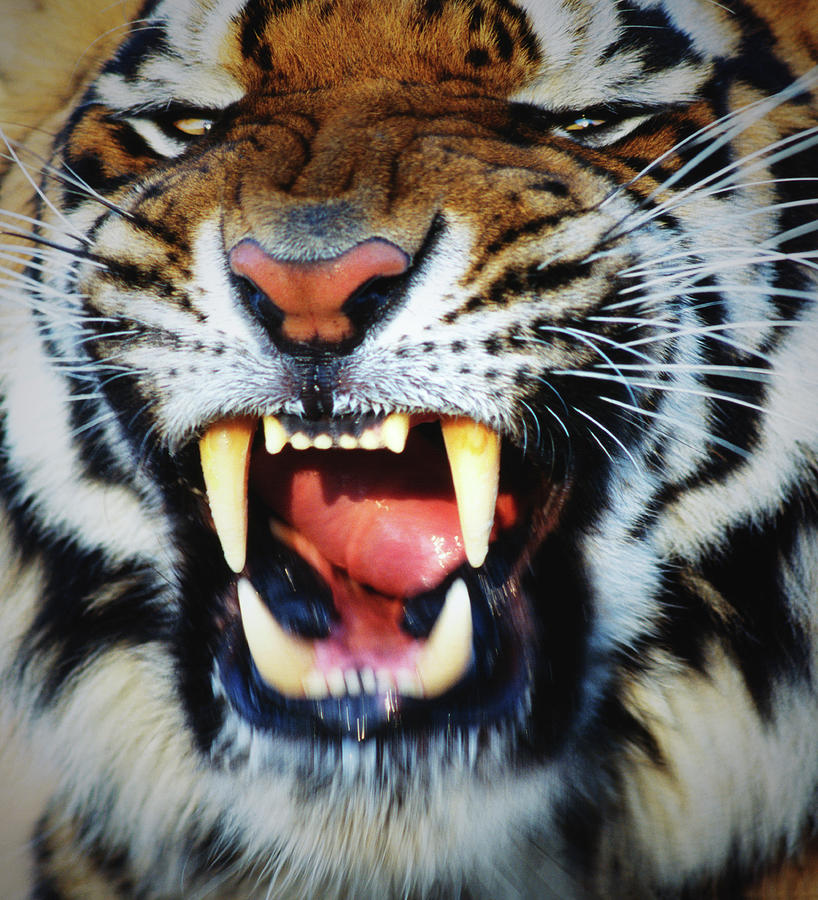 Bengal Tiger Panthera Tigris Tigris Photograph by Mike Hill
