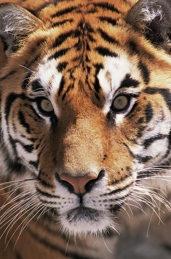 Bengal Tiger Panthera Tigris Tigris Photograph by Roine Magnusson
