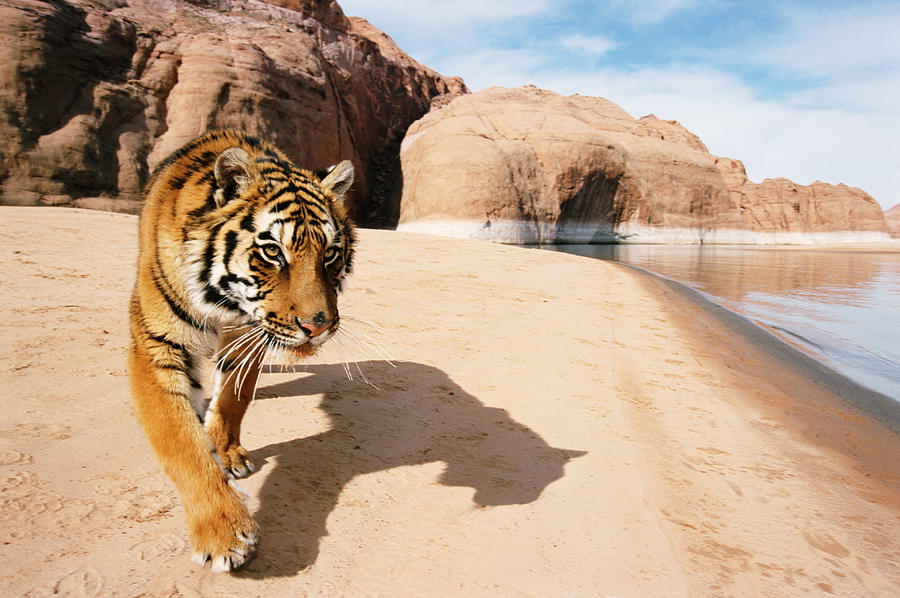 Bengal Tiger Panthera Tigris Walking On Photograph by John Giustina