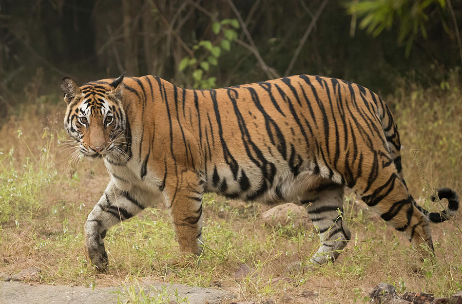 Bengal Tiger Profile Walking, Bandhavgarh, India Photograph by Danny ...