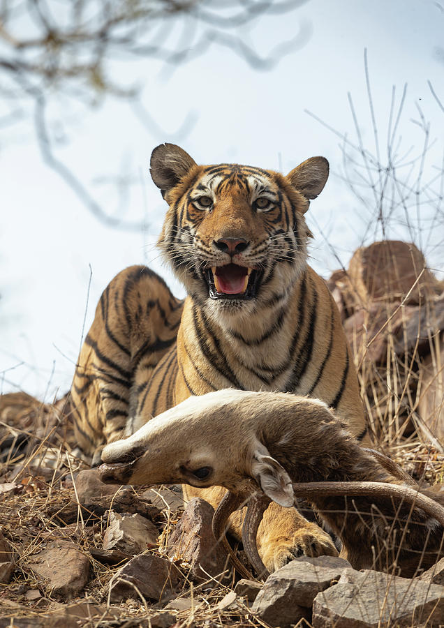 Bengal Tiger, Resting Beside Freshly Killed Chital Stag Photograph by Yashpal Rathore / Naturepl.com Bengal Tiger, Resting Beside Freshly Killed Chital Stag Photograph by Yashpal Rathore / Naturepl.com