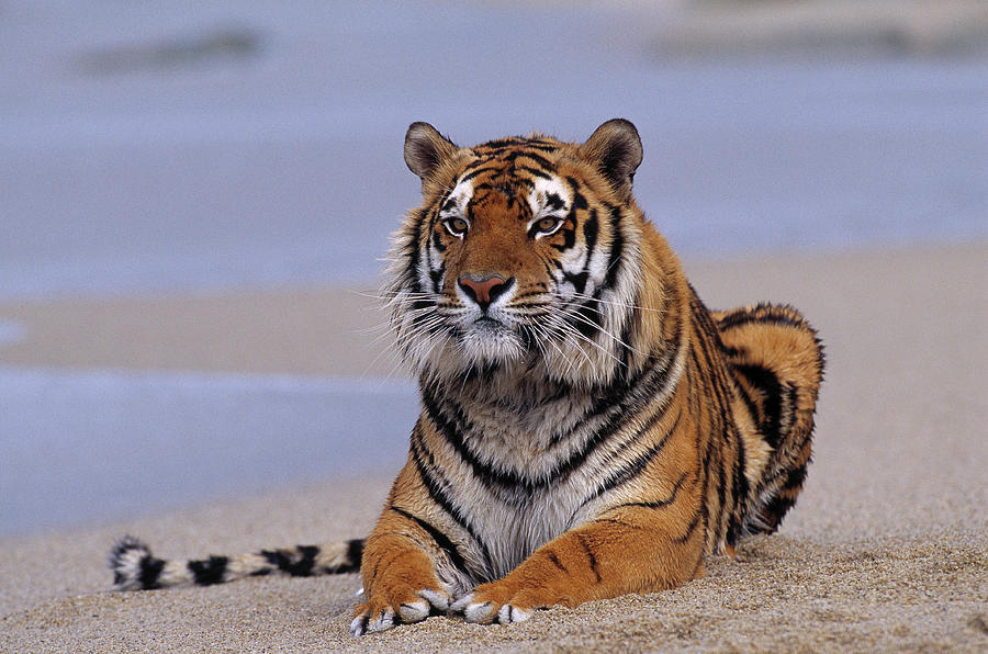 Bengal Tiger Resting On Beach Panthera Photograph by Nhpa