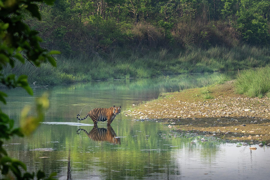 Bengal Tiger Standing In River, Whipping Water With Tail, Nepal ...