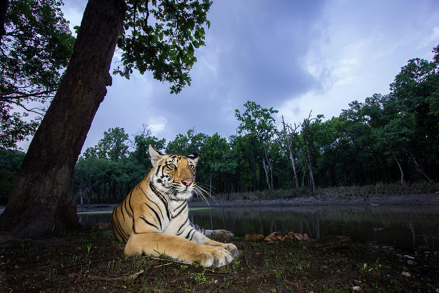 Bengal Tiger Sub Adult Resting At Dusk. Kanha Np, India Photograph by ...