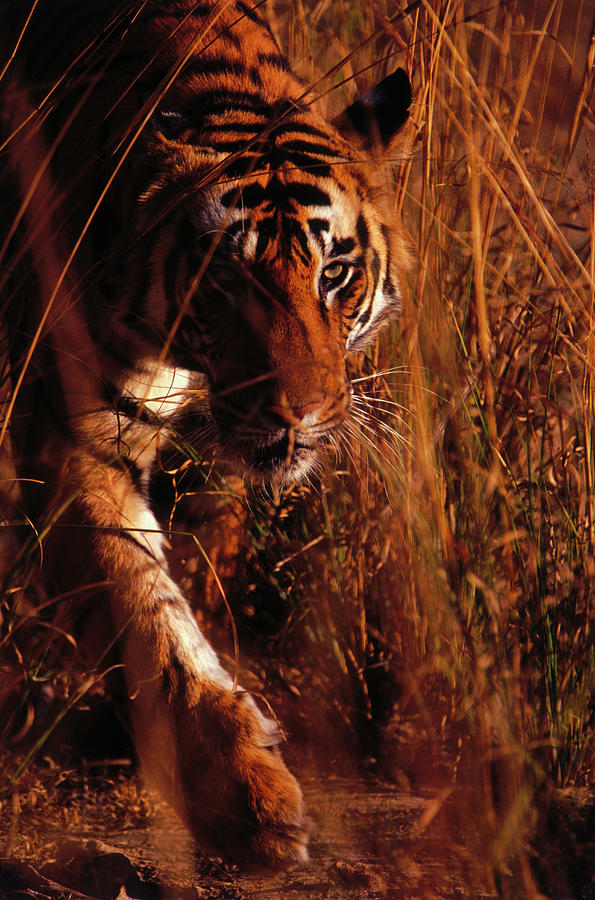 Bengal Tiger Photograph by Theo Allofs
