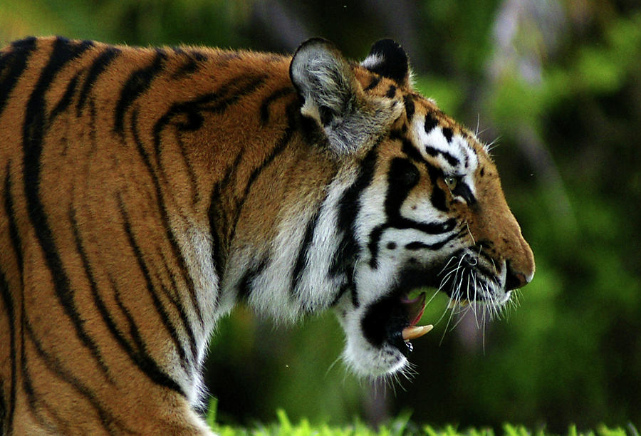 Bengal Tiger Walking Photograph by Kai Eiselein