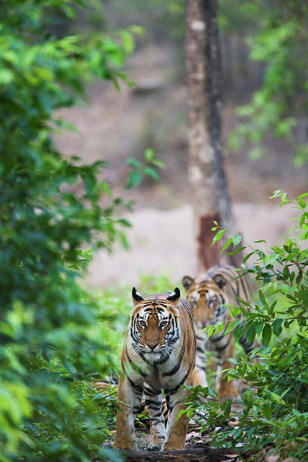 Bengal Tigers Photograph by Jami Tarris