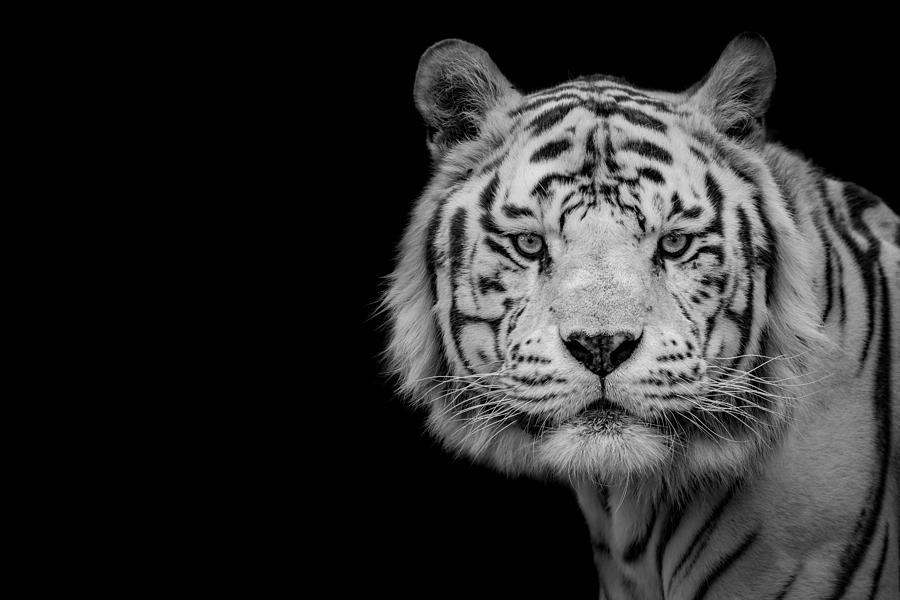 Bengal White Tiger Photograph by Nauzet Baez Photography
