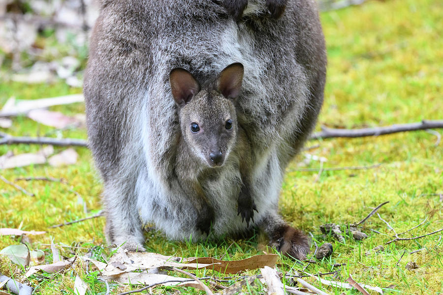 Bennetts Wallaby Joey In Pouch Photograph By Dr P Marazzi Science