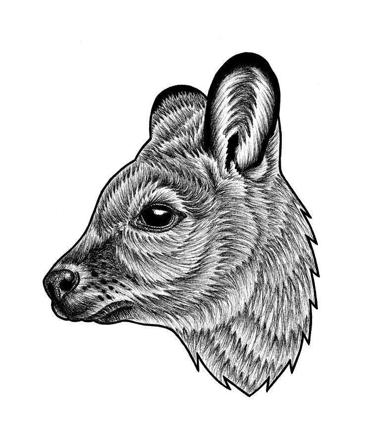 Animal Drawing - Bennetts wallaby by Loren Dowding