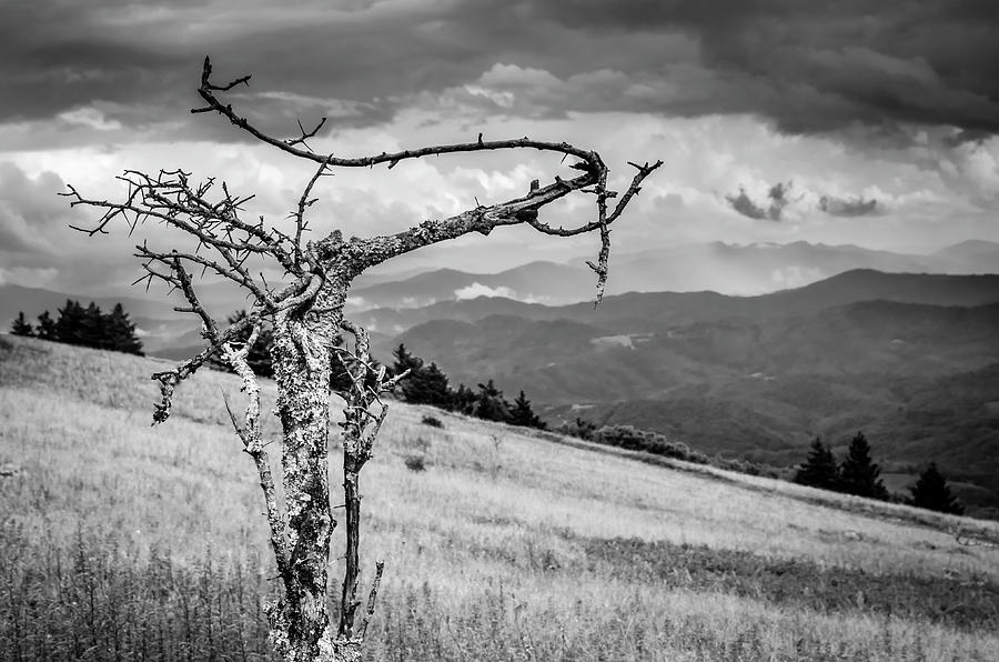 Bent And Old Photograph by Jim Love - Fine Art America