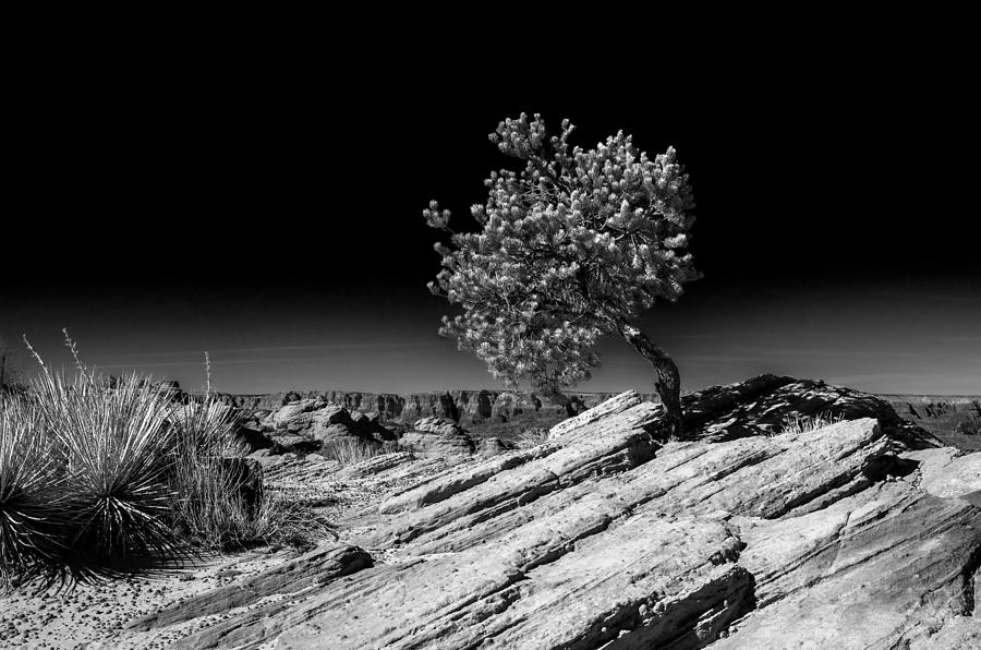 Landscape Photograph - Bent But Unbowed by Mark Freitag