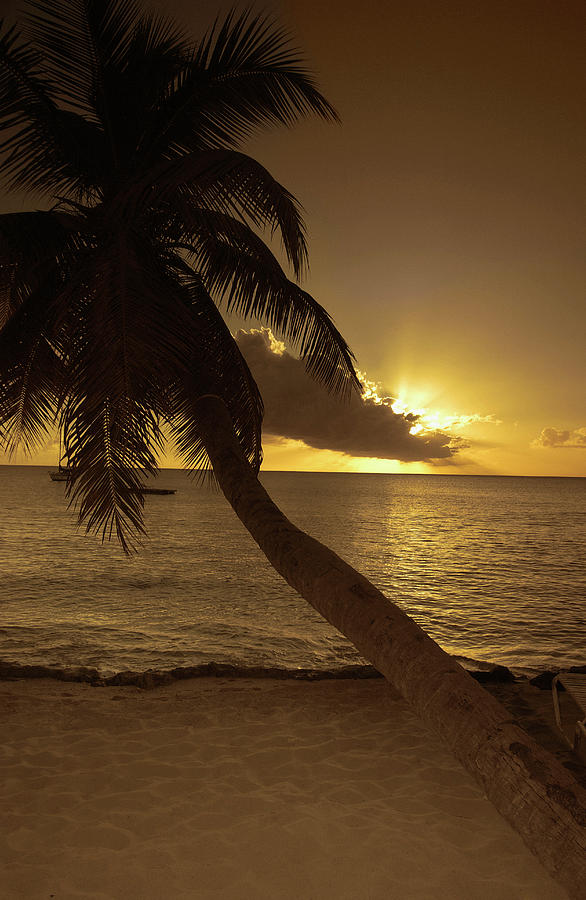 Bent Palm Tree On Beach At Sunset Photograph by Medioimages/photodisc